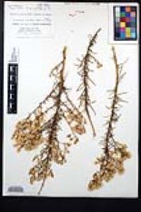 Ericameria palmeri image