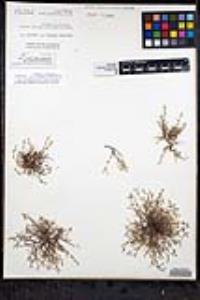 Pectocarya linearis image