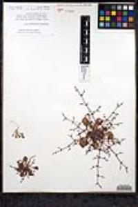 Eriogonum intricatum image