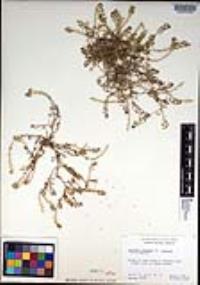 Lepidium oblongum var. insulare image