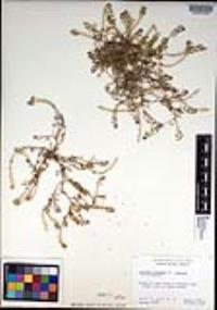 Lepidium oblongum image